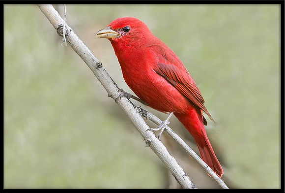 Summer Tanager (m)