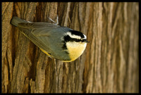 Red-breasted Nuthatch