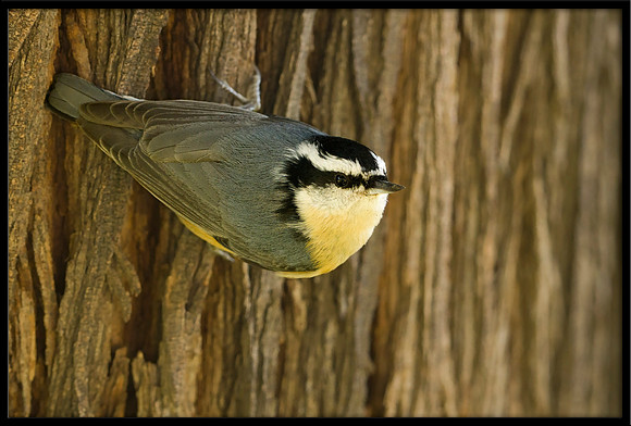 Red-breasted Nuthatch