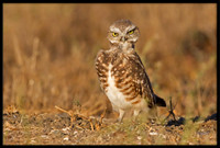 Burrowing Owl