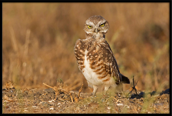 Burrowing Owl