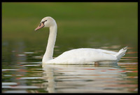 Mute Cygnet - 154 Days Old