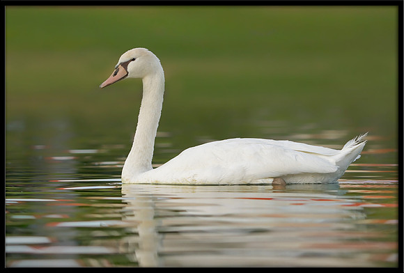 Mute Cygnet - 154 Days Old