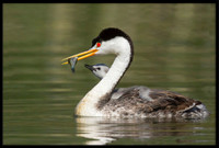 Clark's Grebes