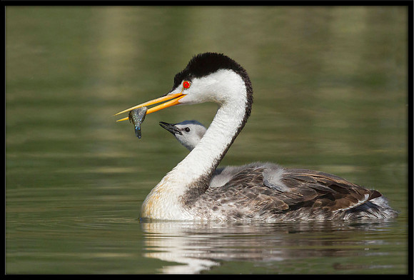 Clarks Grebe feeding time