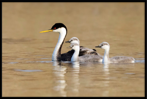Western Grebe with Chicks