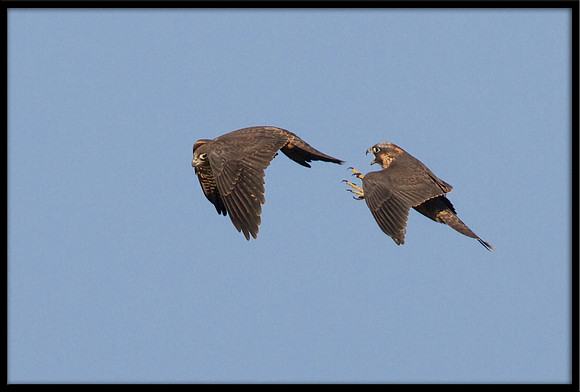 Peregrine Falcon chicks