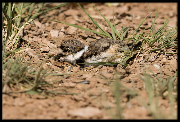 Killdeer Chick