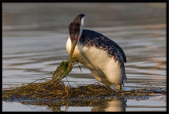 Western Grebe housekeeping