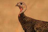 Portrait of a turkey