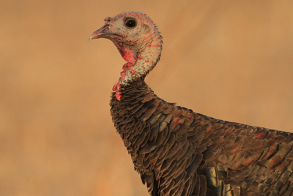Portrait of a turkey
