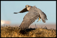 Gyrfalcon-Merlin Hybird