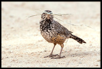 Cactus Wren
