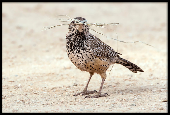 Cactus Wren