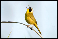 Common Yellowthroat