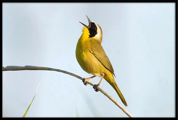 Common Yellowthroat