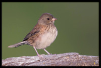 Dark-eyed Junco (juvi)