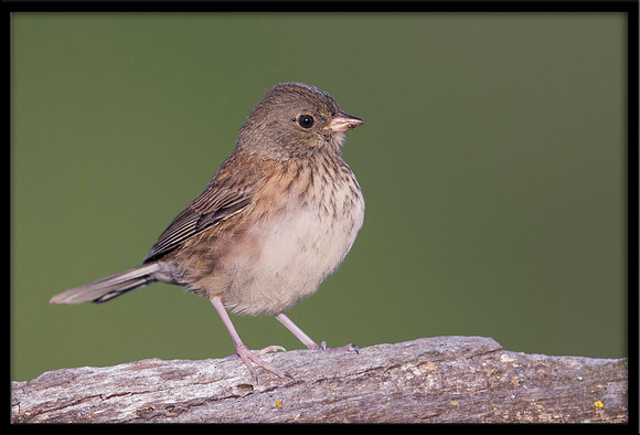 Dark-eyed Junco (juvi)