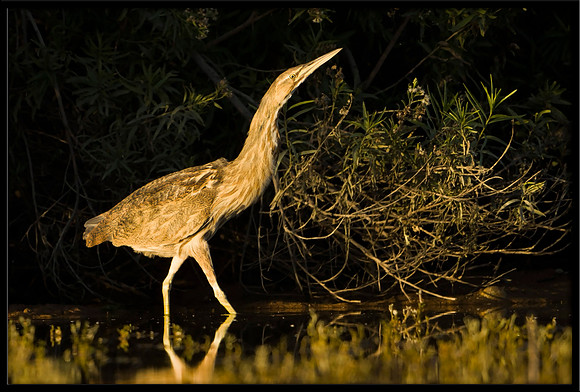 American Bittern