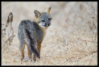 Grey Fox