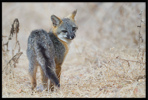 Grey Fox