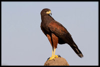 Harris's Hawks