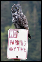 Great Grey Owl