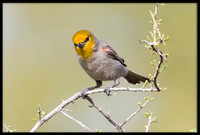Verdin