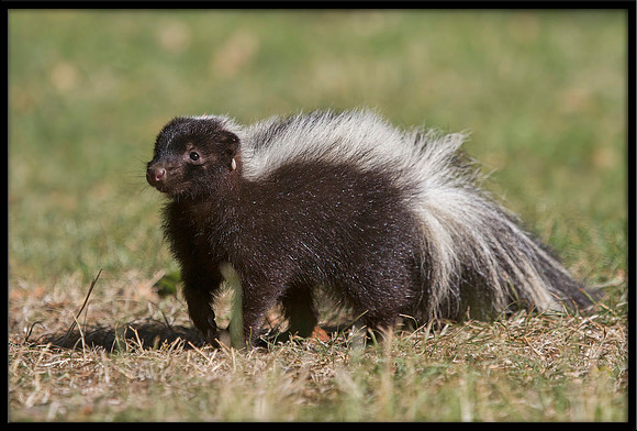 Striped Skunk