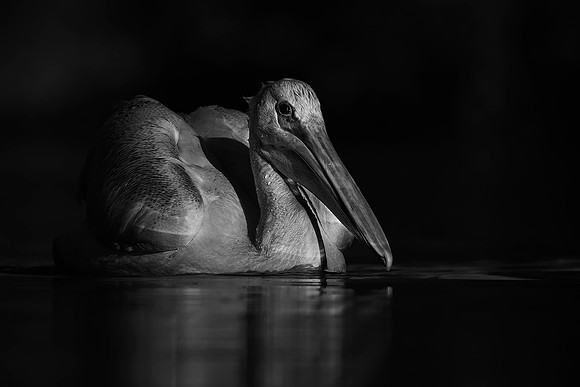 American White Pelican