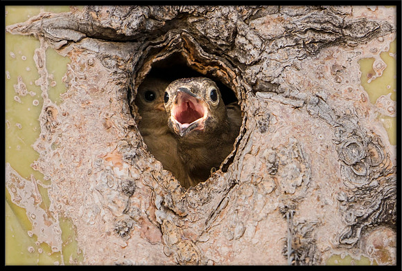 Gila Woodpecker nest