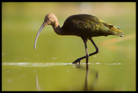 White-faced Ibis