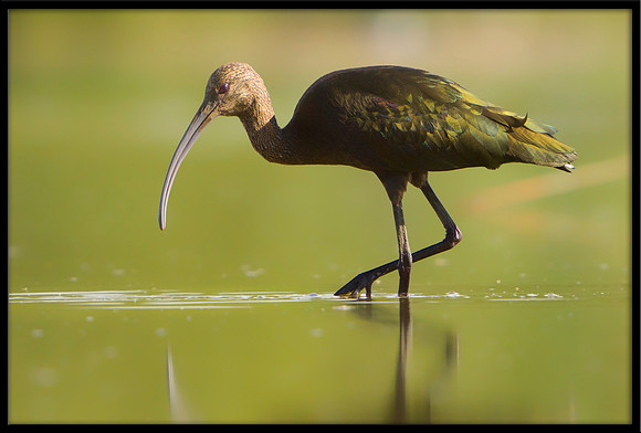 White-faced Ibis