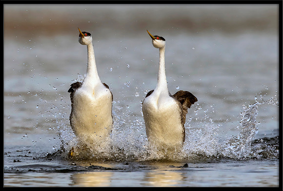 Western Grebe Courtship "Rush"