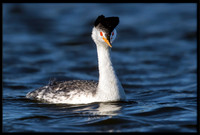 Clark's Grebe