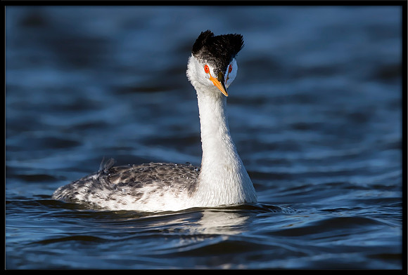 Clark's Grebe