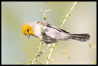 Verdin