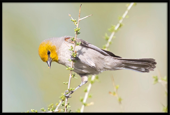 Verdin
