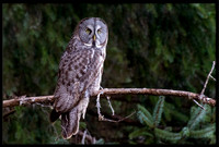 Great Grey Owl