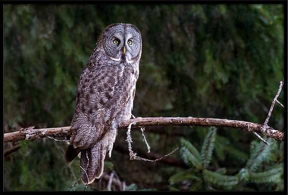 Great Grey Owl