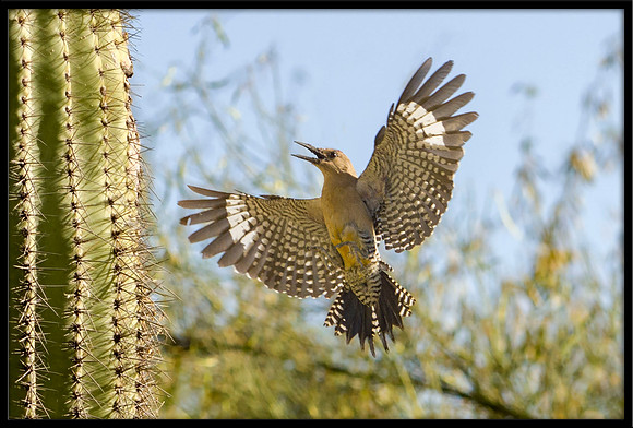 Gila Woodpecker nest