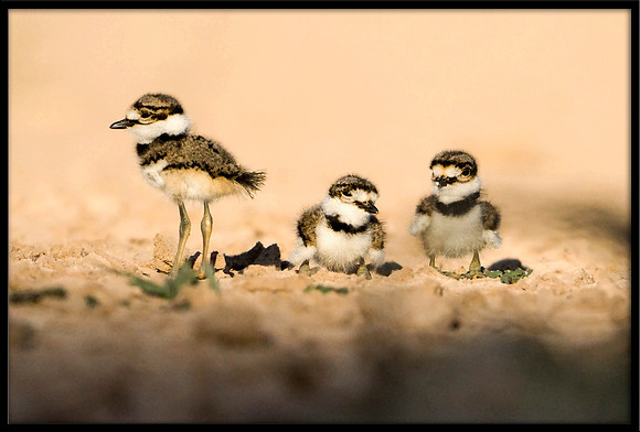 Killdeer Chicks