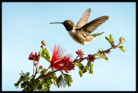 Black-chinned Hummingbird