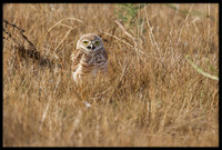 Burrowing Owl