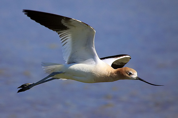 Avocet