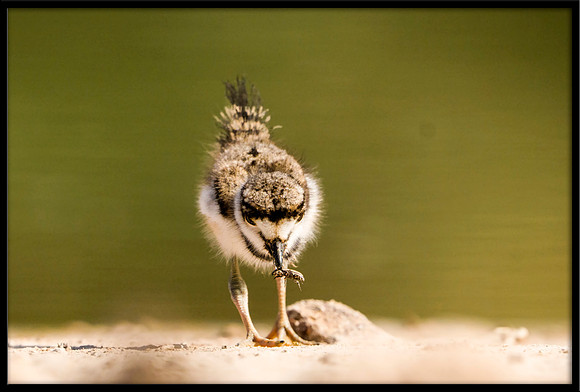 Killdeer Chick