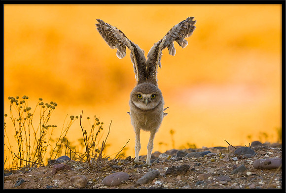 Burrowing Owlet