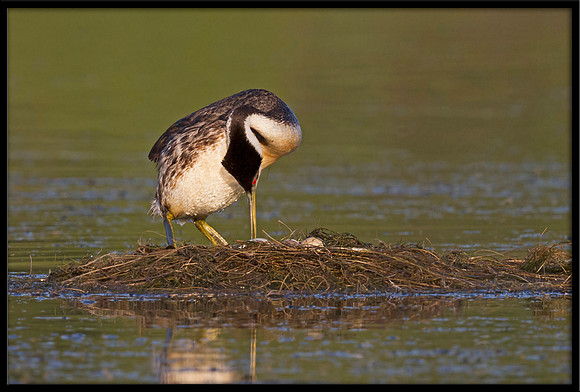 Western Grebe turning eggs
