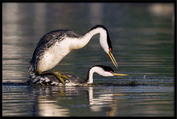 Western Grebes mating