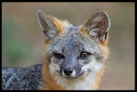 Grey Fox